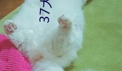 国产精品兔费,探索国产影视的无限魅力